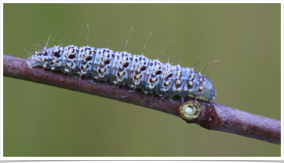 Polygrammate hebraeicum
The Hebrew (final instar)
Lawrence County, Alabama